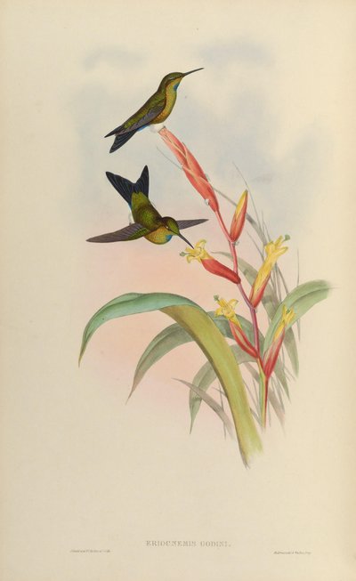 Eriocnemis godini door John Gould